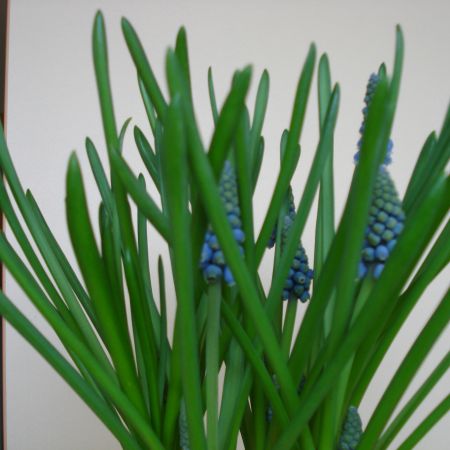 Muscari(mihaela)